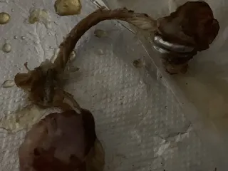 Famous Amadeus Pizza