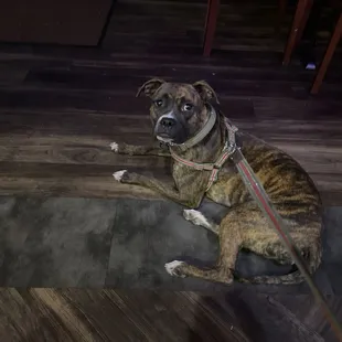 Marley waiting for her beef and cheese patties.