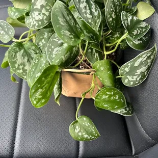 My new plant
