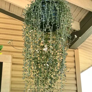 String of dolphins I purchased a year ago from them that has almost doubled in size.