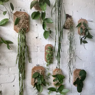 Excellent plant wall options.