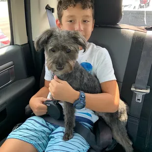 Yorkie Poo summer cut