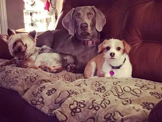 Bruno's Bath House Dog Spaw & Resort