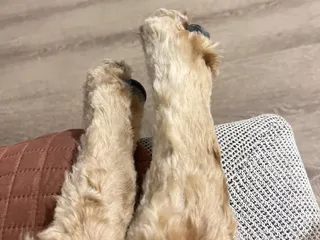 Barkaritaville Pet Resort