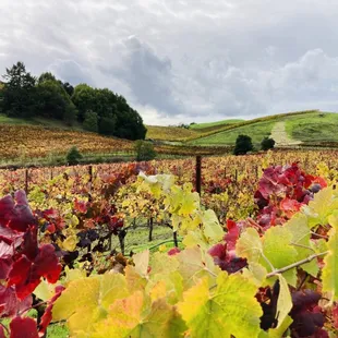 Sonoma Valley Winter season