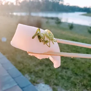 a grasshopper on a piece of paper