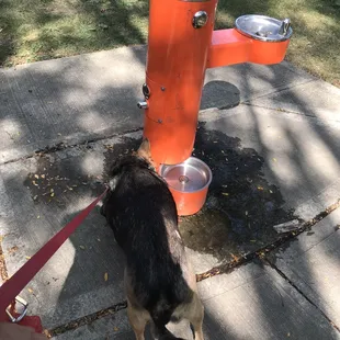 Water fountain with a pup level dispenser.
