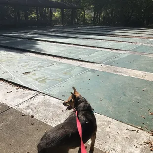 Shuffleboard Courts