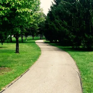 I guess there are older trees. The non-ferns seem young.