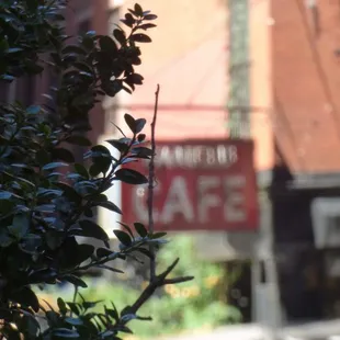 a leafy bush in the foreground