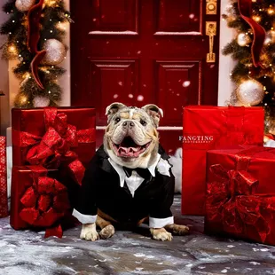 San Diego Best Pet Photographer
