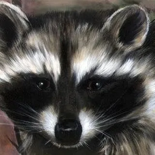 Le Raccoon X.