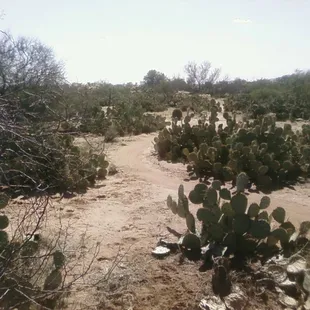 Don't fall into the cactus...