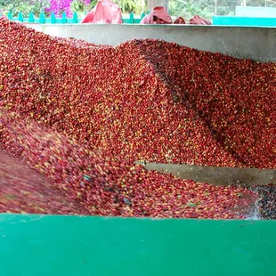 a large pile of coffee beans