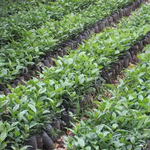 rows of coffee beans in a field