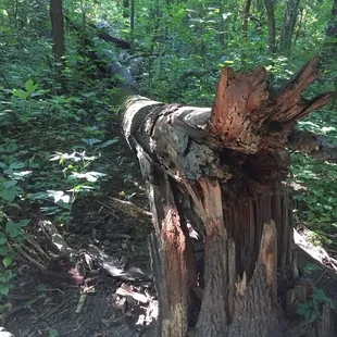 This is a natural area, so fallen trees are left.  If a tree falls across a trail, only the part that is blocking the path is removed.