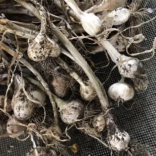 2017 garlic pull