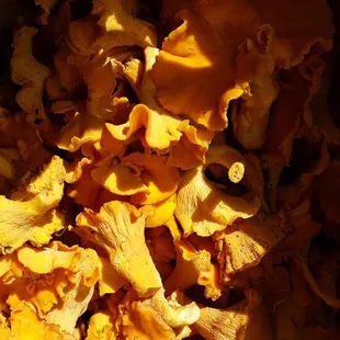 Freshly foraged chanterelles