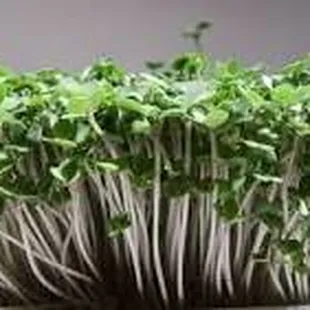 Microgreens from Eller Family Farm now on the menu! #nutrientdense