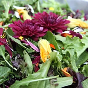 Local salad greens, edible flowers and squash blossoms