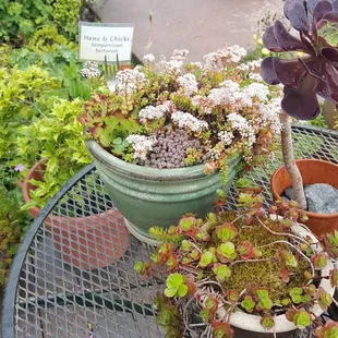 Outdoor planters on front deck (7/3/20)