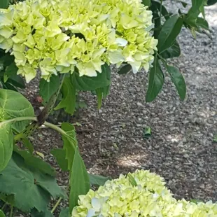 Remaining rhododendron blooms (6/19/21)