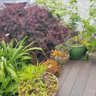 Love the deck foliage (5/28/22)