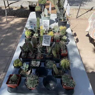 Small succulent stand