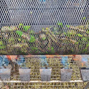 Green chile roasting in a large chile roaster at Farmers Chile Market in Albuquerque