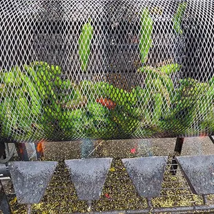 a bunch of bananas in a basket