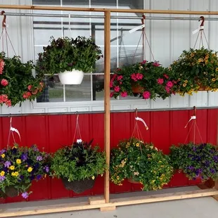 hanging baskets of flowers