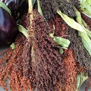 Broom Corn. Seedsprinting.com.  Image