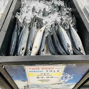 Mackerel