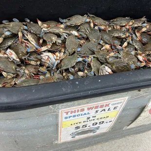 Blue Crabs