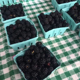 Huge blackberries