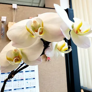 Thank you for the orchids Ms. B!