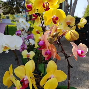 Beautiful orchids...