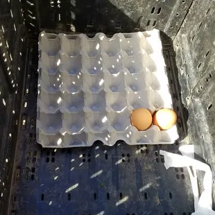 One pair of huevos left! :D 11/30/17