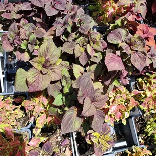 Sweet little plants, just what my friend was looking for!