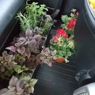 We can't leave without herbs and flowers!