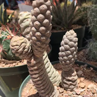 a cactus plant in a pot