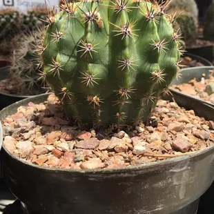 Cute cacti and succulents