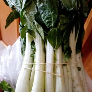 Bok choy Pechay
