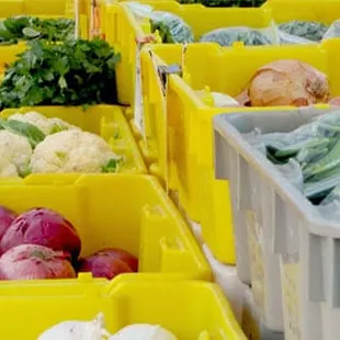 variety of vegetables