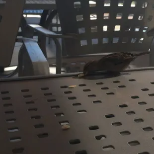 Birdy enjoying a bit of the pita bread!