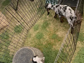 Downtown Chandler Farmers Market