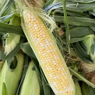 Sweet corn