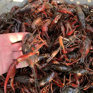 100% live and select.