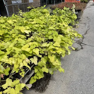 Additional garden area including watermelons, cucumbers, tomatoes and the sweet potato plant seen in the foreground