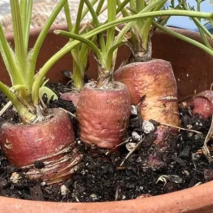 wraps, food, burrito, burritos and wraps